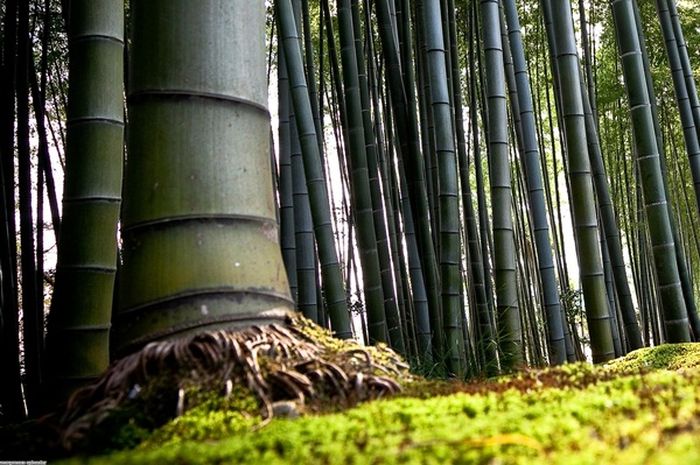 Musuh biologis dari bambu adalah air, jadi tetap jaga kondisi bambu agar tetap kering