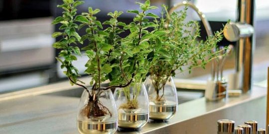 Dengan menambahkan tanaman hias teras anda akan nampak lebih natural di samping sebagai suply oksigen alami rumah Anda